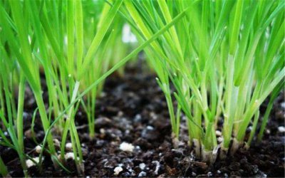 韭菜可以用人尿施肥吗 韭菜可否用人尿作肥料？