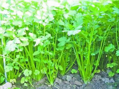 冬季种植香菜时间和方法 冬季香菜种植指南