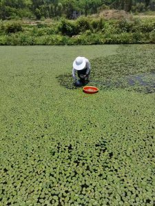莼菜种植适宜生长环境与气候特点 莼菜适宜生长的环境与气候特点
