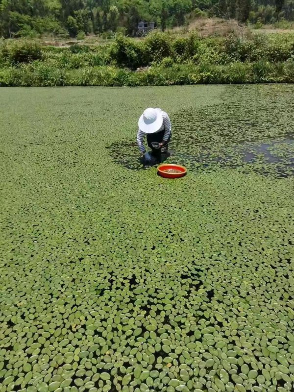 莼菜种植适宜生长环境与气候特点