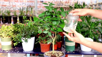 茶花开完花后需要施肥吗 茶花开花后是否需要施肥？
