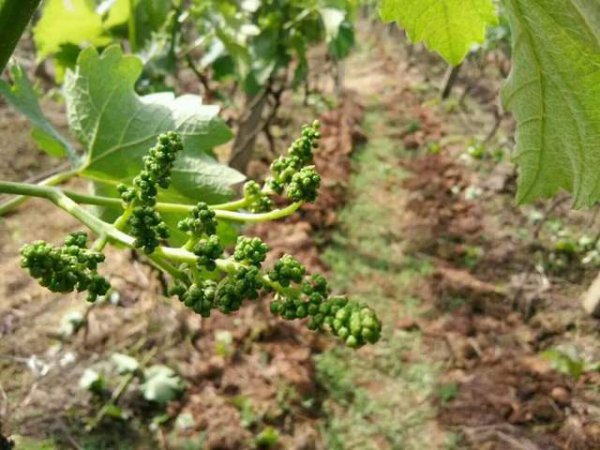 葡萄施什么肥料可开花结果多