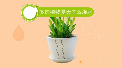 怎样给多肉植物正确浇水 多肉植物正确的浇水方法是什么？