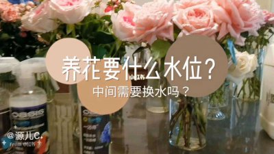 水养花怎么养才能更旺盛 水的喂养如何让花朵茁壮生长