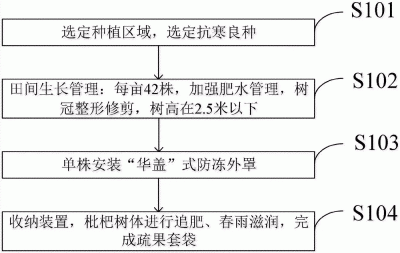 枇杷种植的栽培方法 栽培枇杷的种植技巧
栽培枇杷的栽培要点