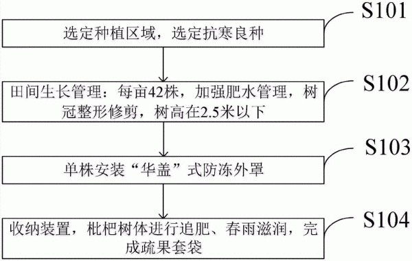 枇杷种植的栽培方法