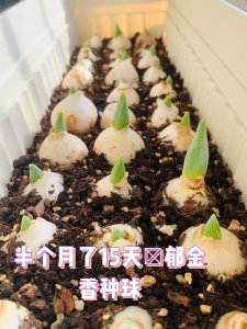 郁金香怎么繁殖新种球 如何培育出新品种的郁金香球？