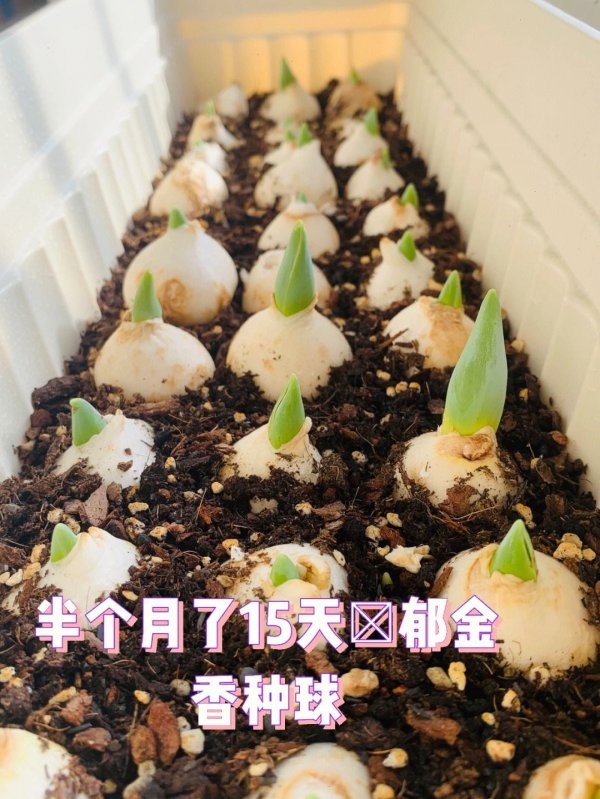 郁金香怎么繁殖新种球