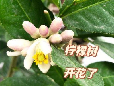 柠檬开花了怎么才能让它结果 柠檬怎样才能结果实现果实生长