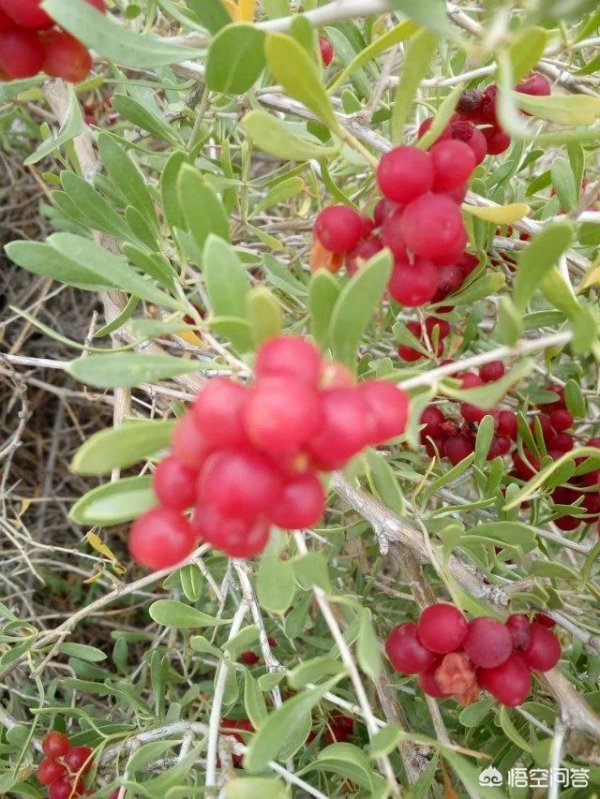 适合北方种植的药材