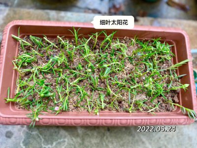 太阳花种子的种植方法和时间 太阳花种子的种植时间和方法