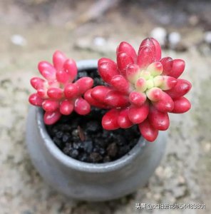 春天多肉植物怎么养才养得又大又肥