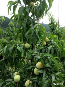 黄桃树苗什么时候种植最合适 黄桃树苗最佳种植时间是什么时候？