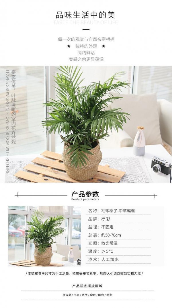 散尾葵的养殖方法和浇水注意事项