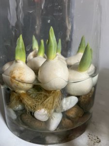 郁金香水培放多少水 郁金香水培需要适量水量
