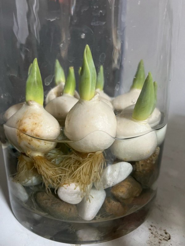 郁金香水培放多少水