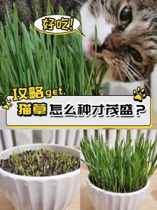 猫草怎么种植方法 种植猫草的步骤
