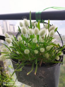兔尾草花语 兔尾草的含义