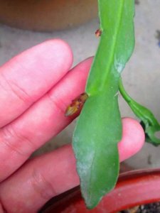 怎样防止昙花花苞掉落 如何避免兰花花苞脱落