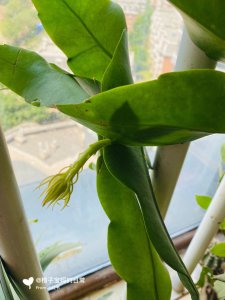 昙花花苞为什么会掉 为什么昙花花苞会凋零？