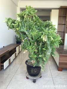 麒麟掌用大盆还是用小盆好 用大盆还是用小盆麒麟掌更合适？