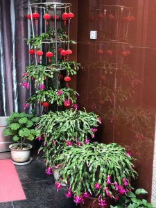 蟹爪兰用大盆好还是用小盆好 蟹爪兰适合种植在大盆还是小盆？