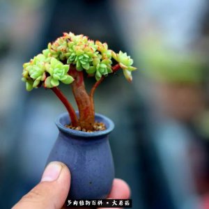老桩多肉怎么养护 老树多肉的养护技巧