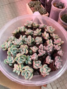 泡芙多肉怎么养 如何养护泡芙多肉
泡芙多肉养护技巧