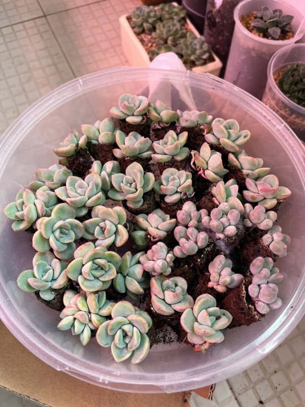 泡芙多肉怎么养