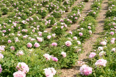 牡丹什么季节种植最好 最佳的牡丹种植季节是什么时候？