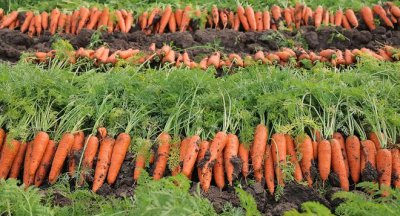 胡萝卜什么季节种植最好 种植胡萝卜的最佳季节是什么？