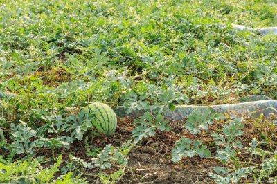 露天西瓜种植技术与管理方法 露天西瓜种植技巧及管理指南