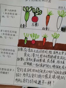 萝卜的种植方法步骤 种植萝卜的步骤

栽培萝卜的方法步骤