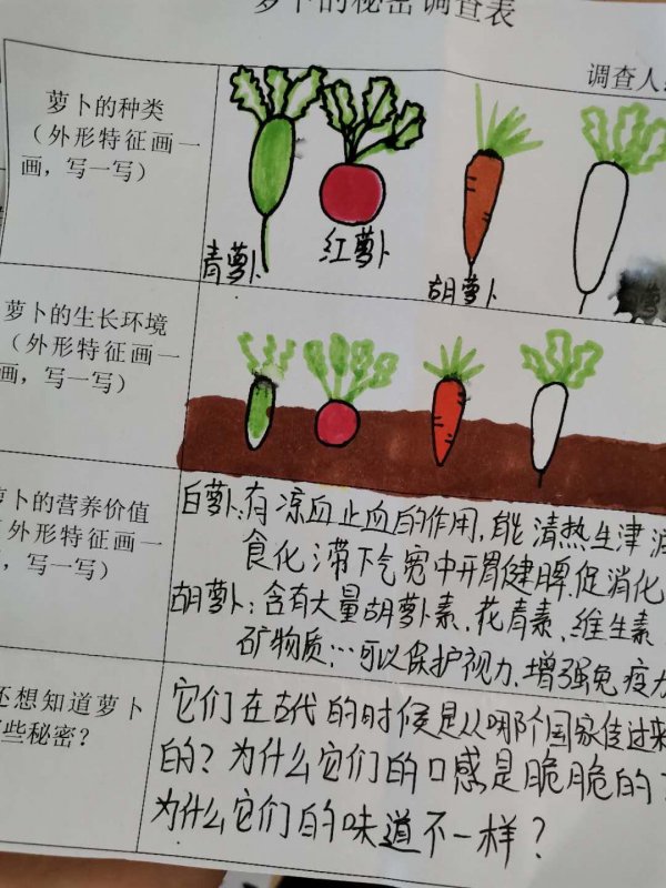 萝卜的种植方法步骤