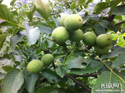 核桃几年可以挂果 核桃树几年能结果实？