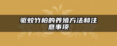 驱蚊竹柏的养殖方法和注意事项 种植驱蚊竹柏的技巧与注意事项
