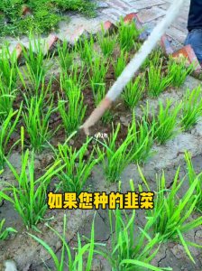 什么时候种韭菜最合适 何时是最佳种植韭菜的时机？