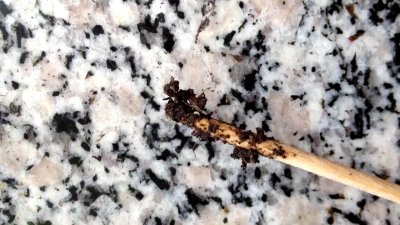 火鹤的土里有白色小虫子怎么办 火鹤土壤中有白色小虫怎么处理？