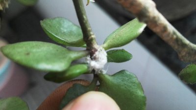 鸳鸯茉莉长白色的小虫子怎么办 小白虫在鸳鸯花上怎么处理？