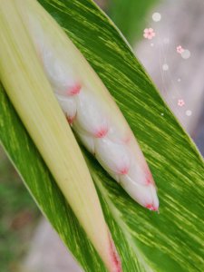 艳山姜花语是什么 艳山姜的花语是什么？