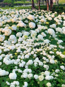 白色绣球花的种植技术 种植白色绣球花的技巧