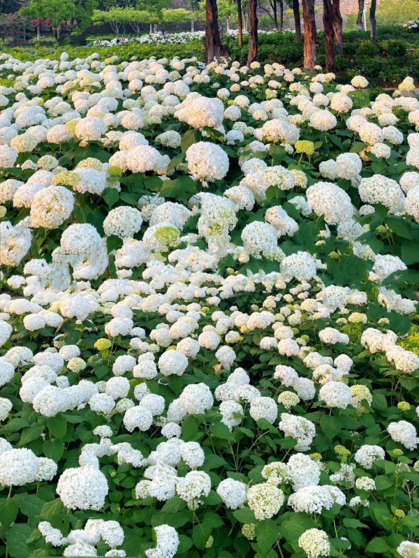 白色绣球花的种植技术