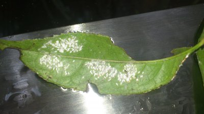 桂花扦插苗落叶处有白色粉末 桂花扦插苗叶部发现白色粉末