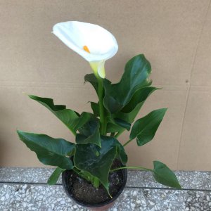 白色马蹄莲的养殖方法 种植白色马蹄莲的技巧