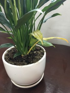 白掌水培叶子黄了怎么办 白掌水培叶片变黄如何处理？