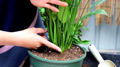 白掌秋季施肥应施在什么地方 秋季白掌肥料应该施在何处？