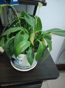水培白掌的花越来越小是什么原因 水培白掌花为何缩??？