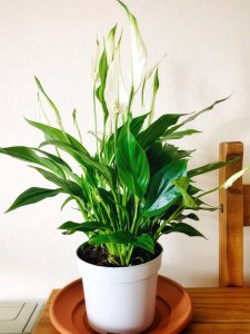 白掌种植一年以后是否一定要换盆 种植一年后的白掌需更换花盆吗？
