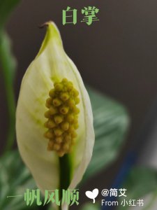 白掌花语及含义是什么 白掌花的花语和象征意义