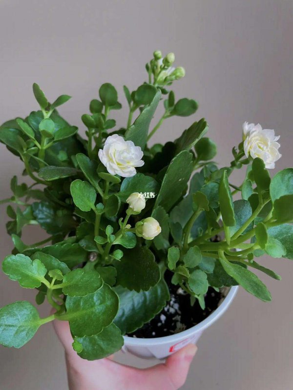 家里养白色长寿花好吗